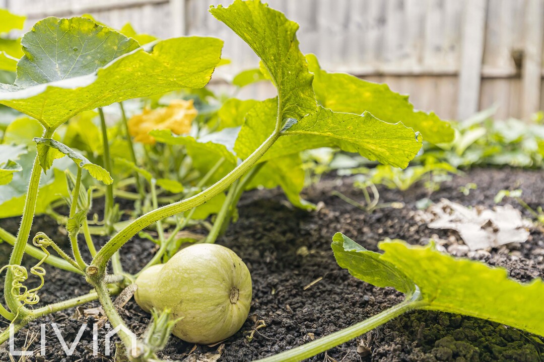 2 bed apartment for sale in Cross Road, Croydon 15