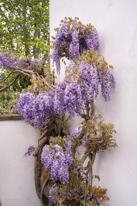 5 bed detached house for sale in The Cedars, The Butts, Upper Butts, Brentford, TW8 12