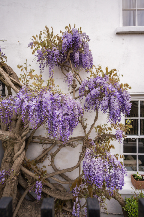 5 bed detached house for sale in The Cedars, The Butts, Upper Butts, Brentford, TW8 18
