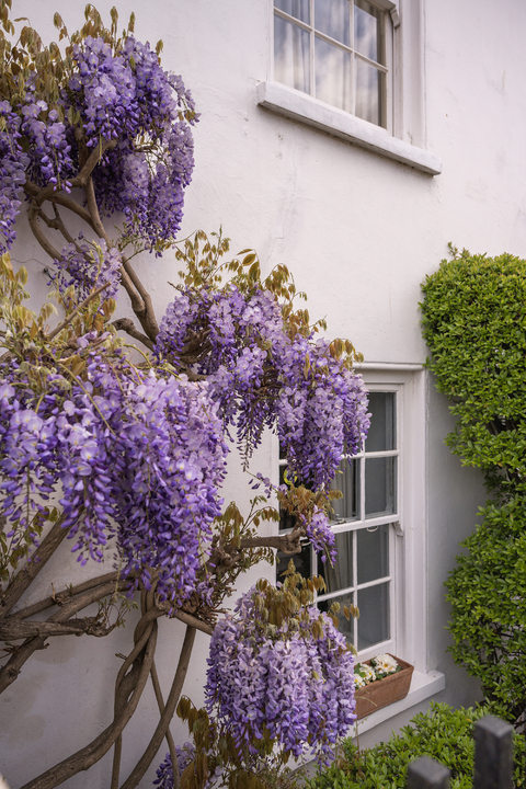 5 bed detached house for sale in The Cedars, The Butts, Upper Butts, Brentford, TW8 3