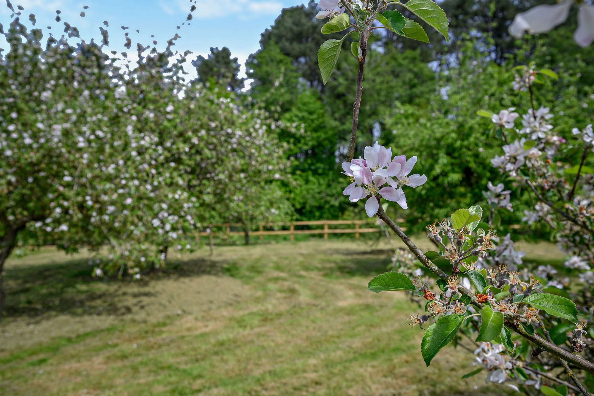 5 bed detached house for sale in Tenbury Road, Clows Top, DY14 26