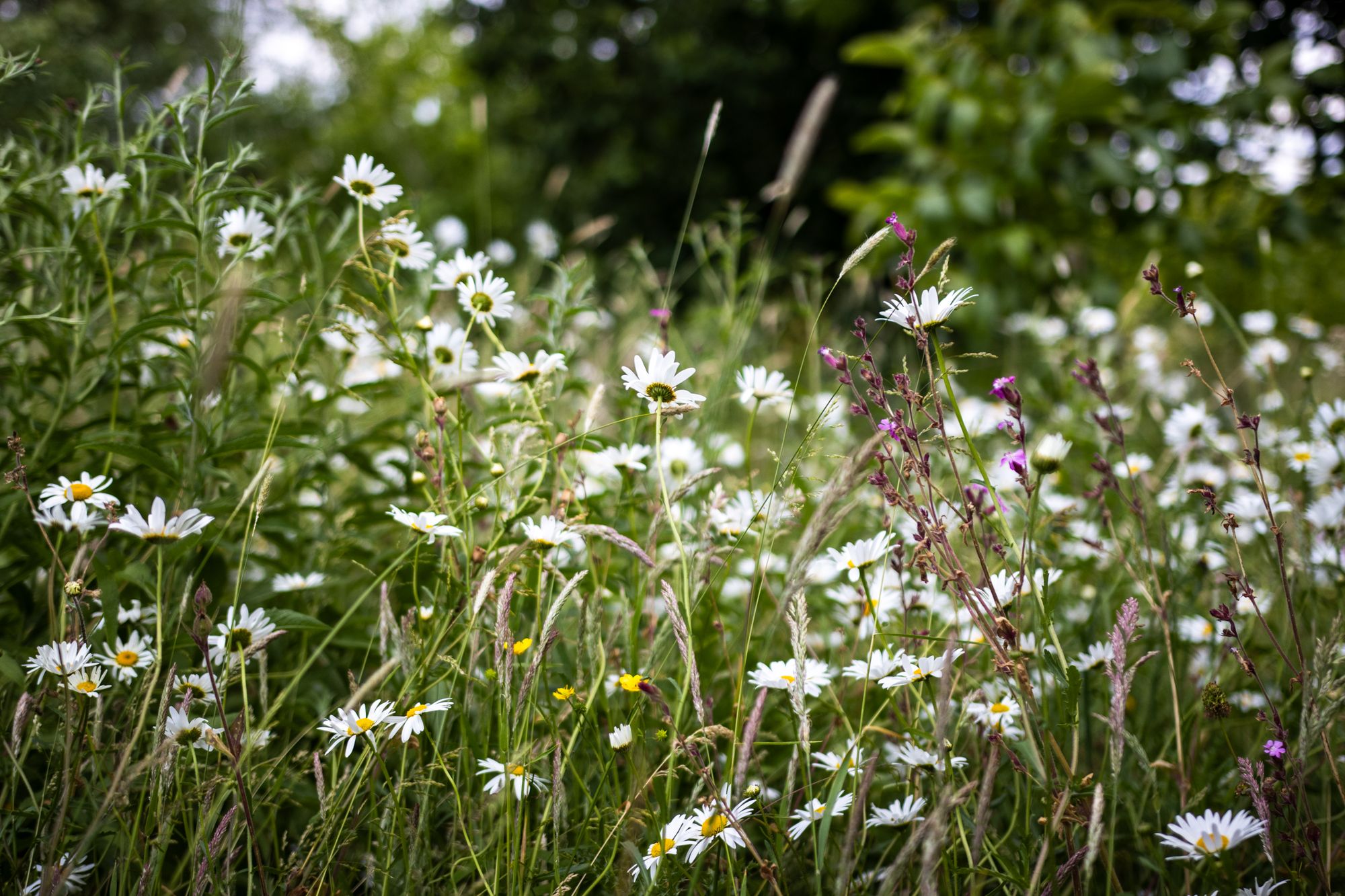 4 bed house for sale in Brown Heath Lane, Newland, WR9  - Property Image 23
