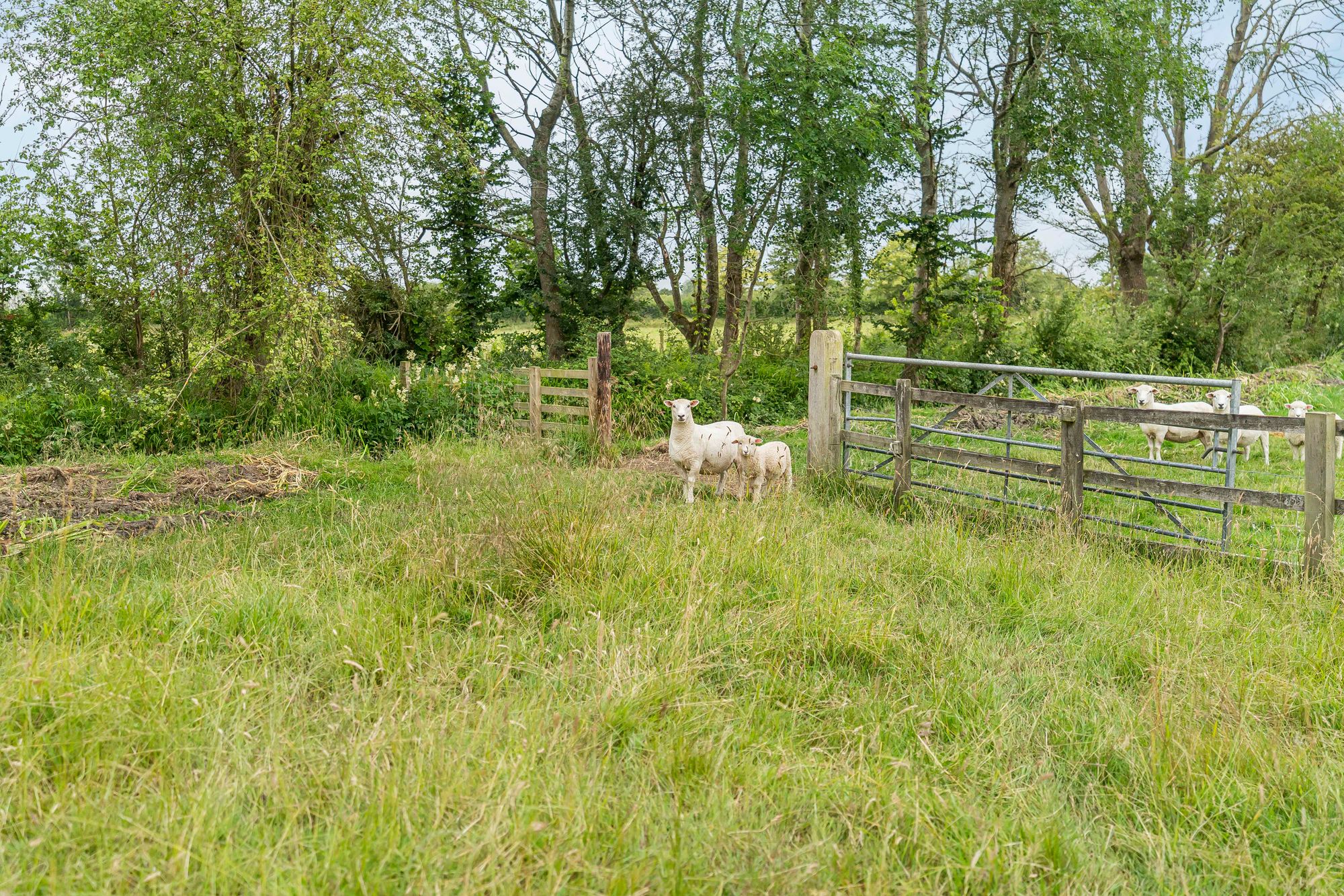 6 bed house for sale in Northmoor, Witney  - Property Image 84