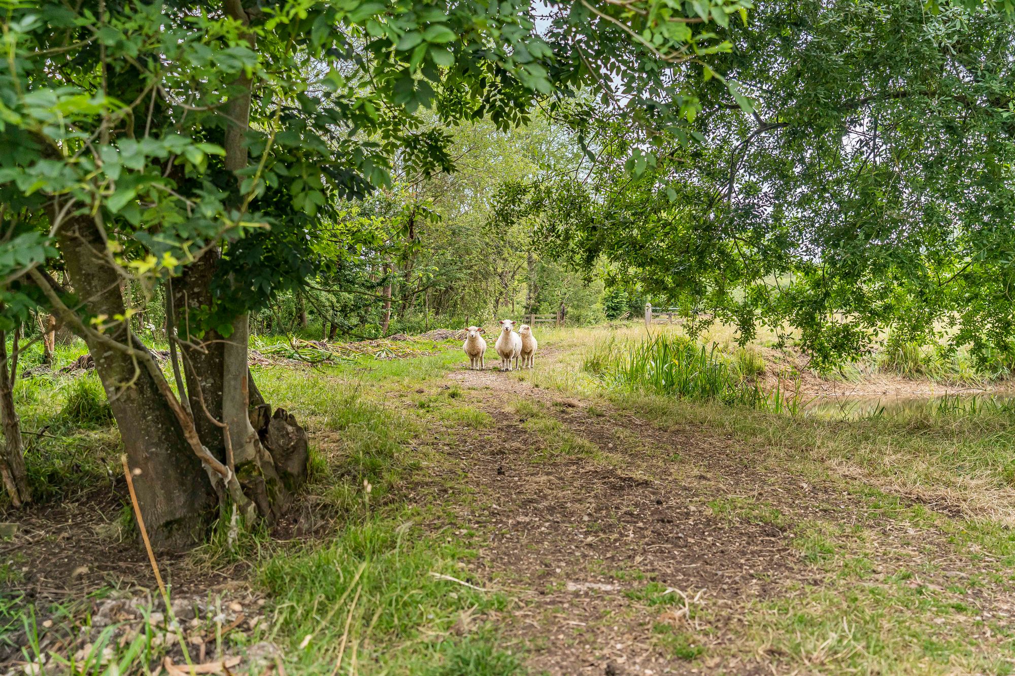 6 bed house for sale in Northmoor, Witney, OX29 89