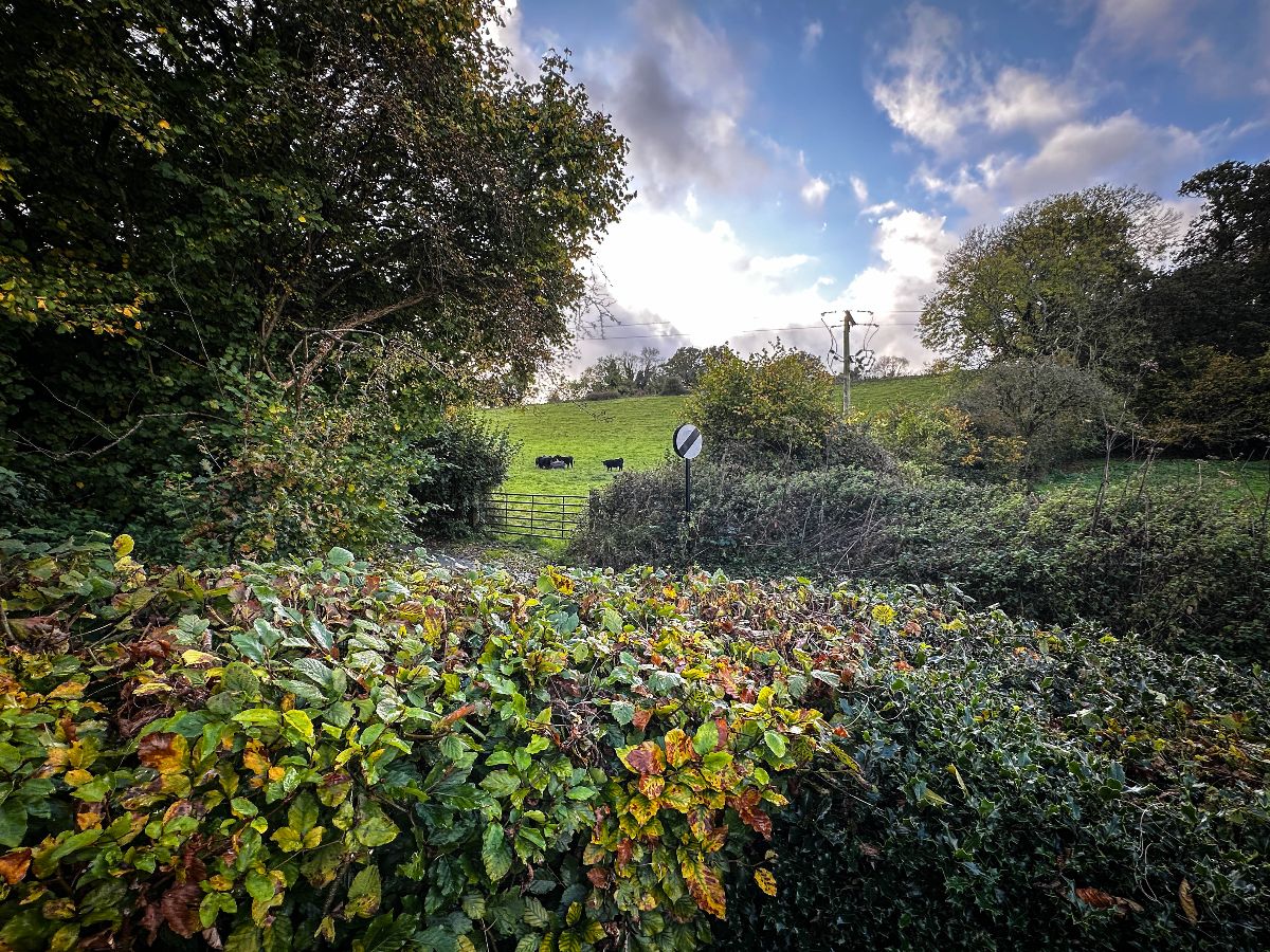 4 bed detached house to rent in Swallowcliffe, Salisbury  - Property Image 15