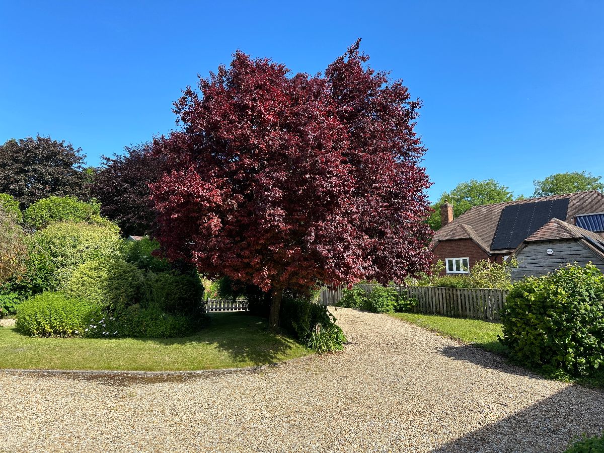 4 bed detached house for sale in Coombe Bissett, Salisbury  - Property Image 6