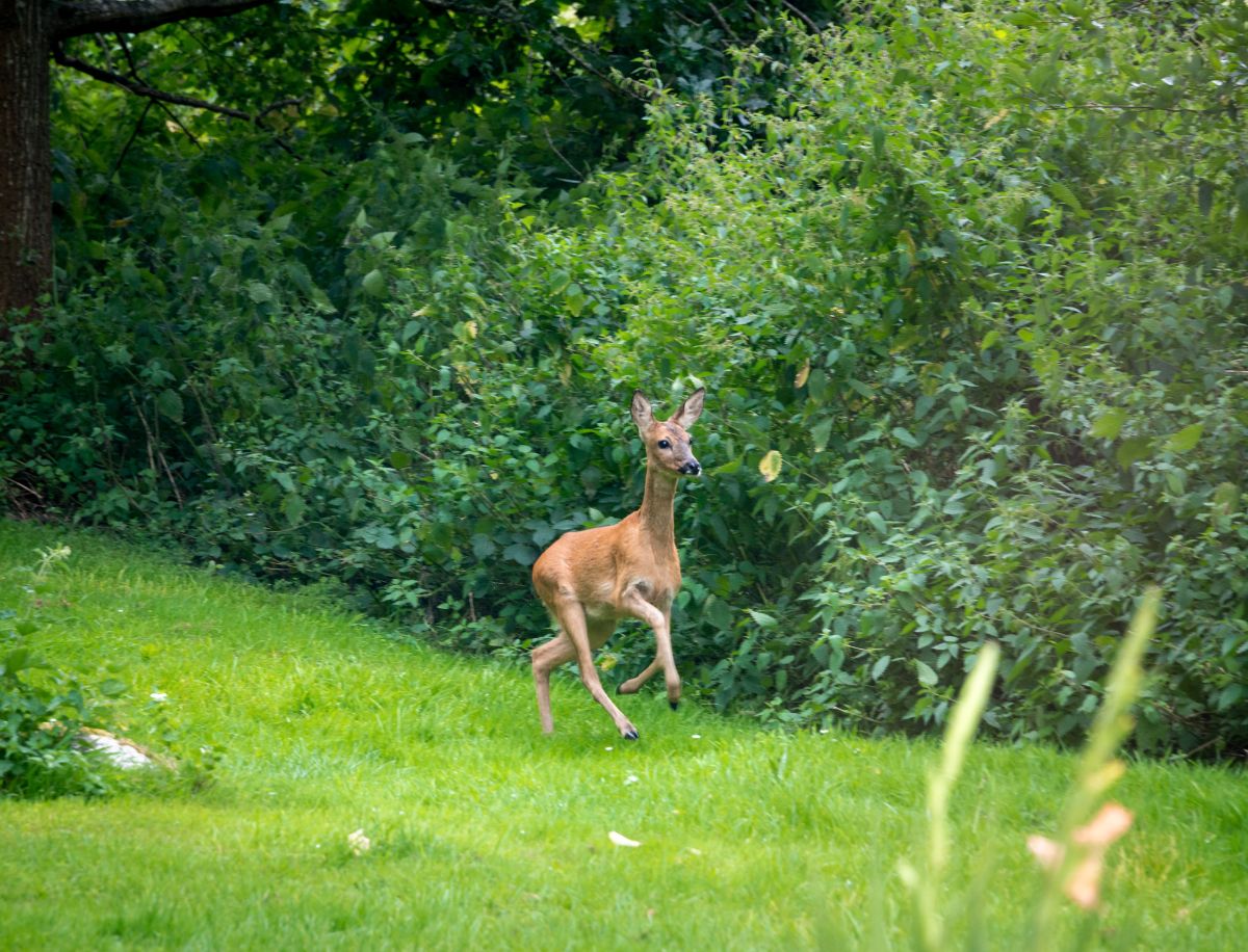 6 bed detached house for sale in Grange Lane, Warminster 13