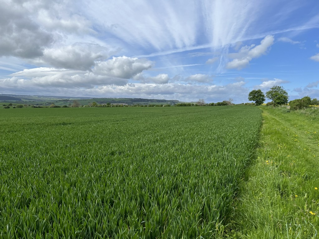 Farm land for sale, Stocksfield 2