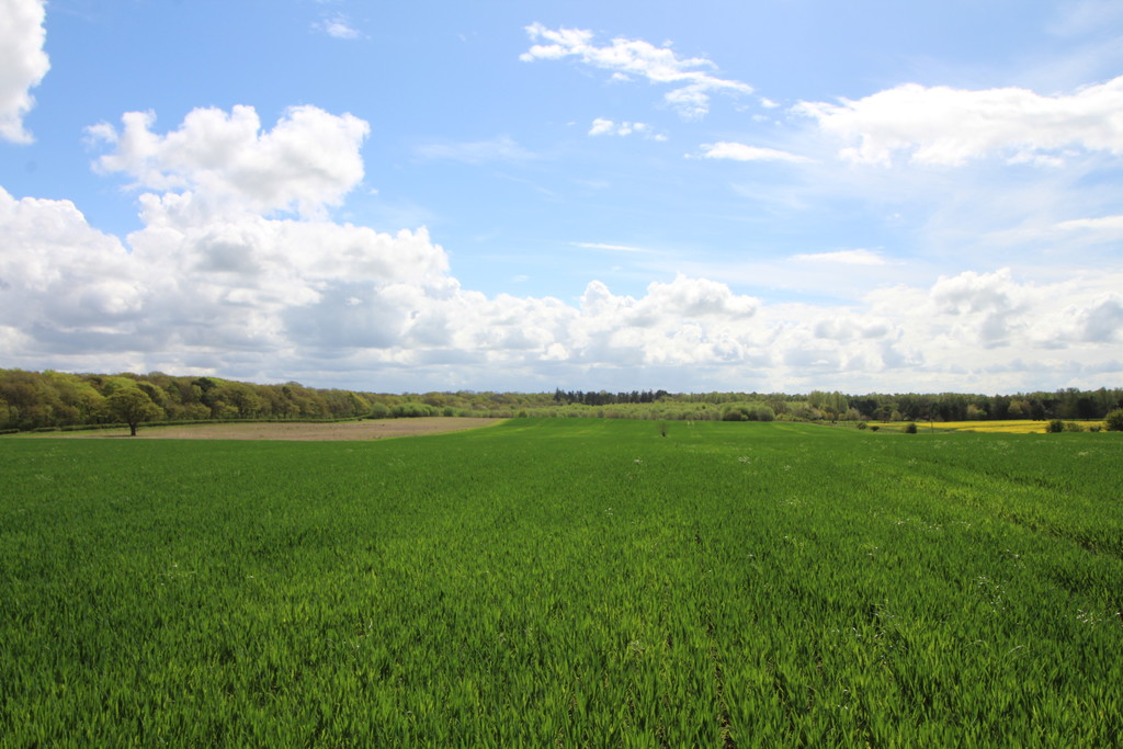 Farm land for sale, Morpeth  - Property Image 3