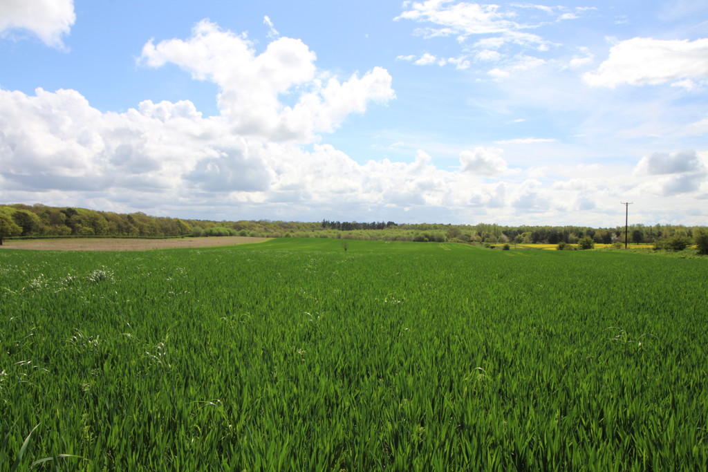 Farm land for sale, Morpeth  - Property Image 5