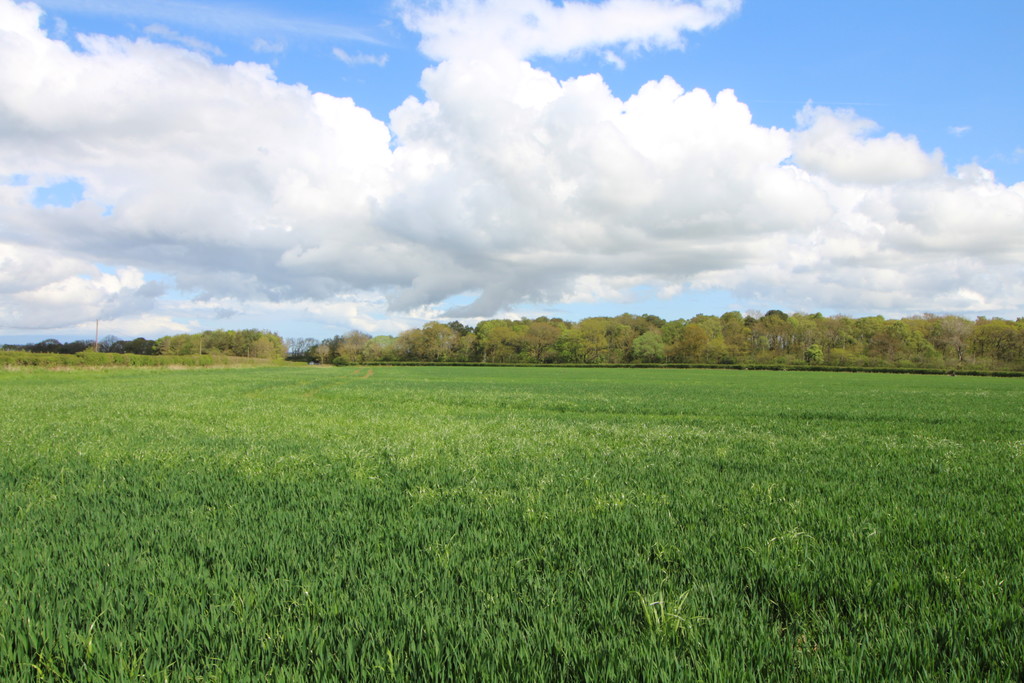 Farm land for sale, Morpeth  - Property Image 6