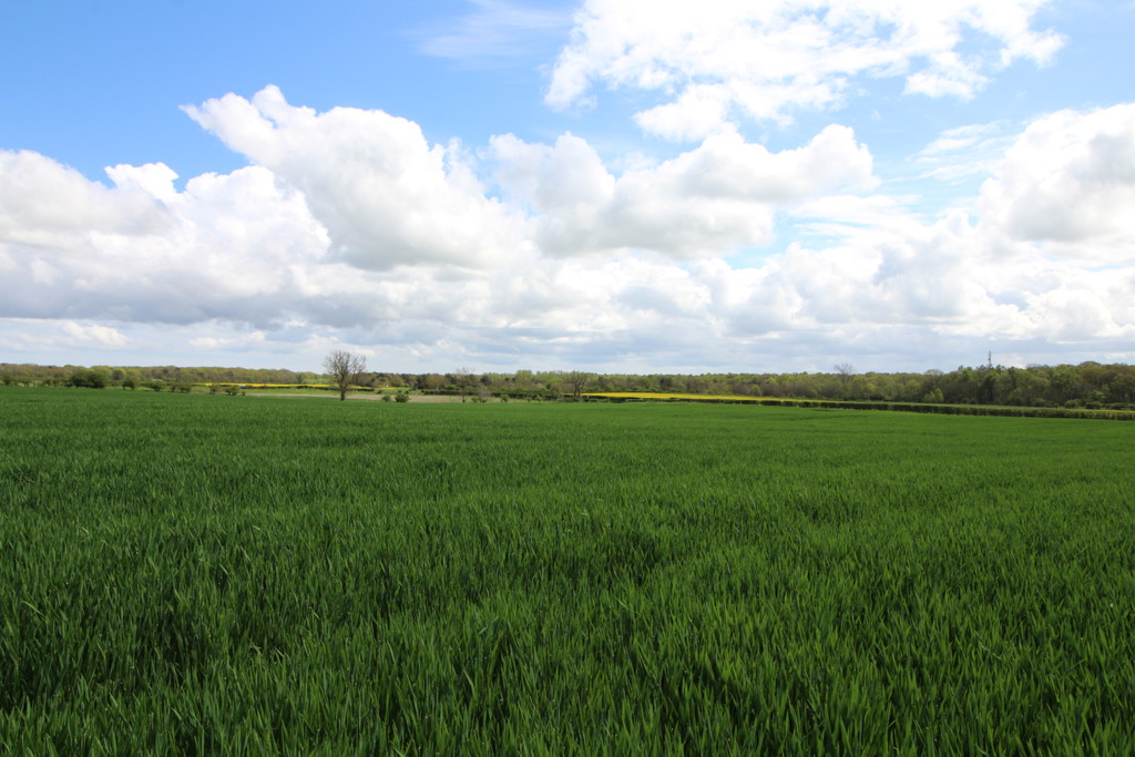 Farm land for sale, Morpeth  - Property Image 9